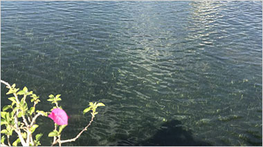 水生態(tài)修復(fù)與運(yùn)維